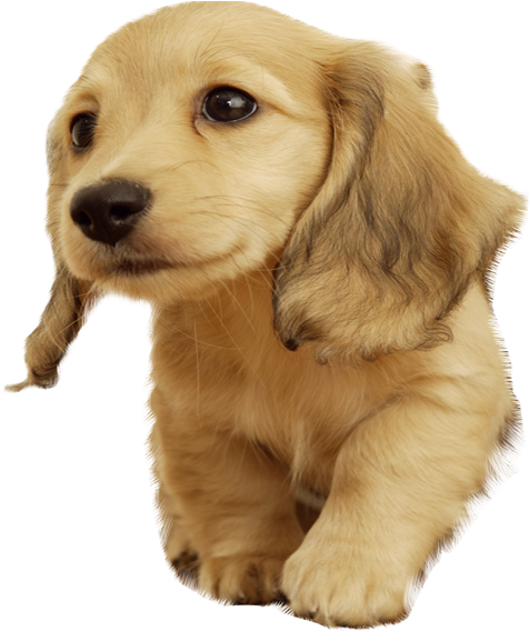 Golden Retriever Puppy Cute Pose PNG Image