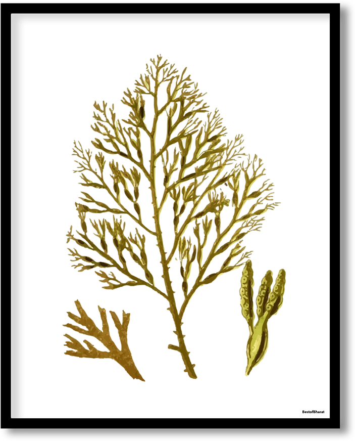 Golden Seaweed Illustration PNG Image