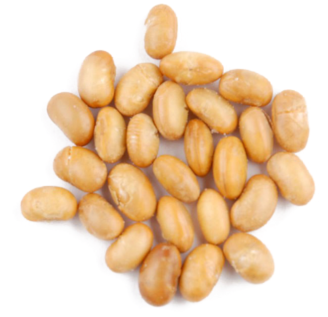 Golden Soybeans Top View PNG Image