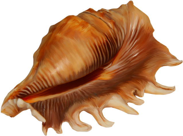 Golden_ Spiral_ Conch_ Shell.png PNG Image