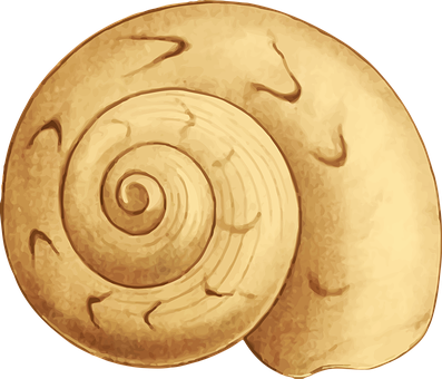 Golden_ Spiral_ Shell_ Illustration PNG Image