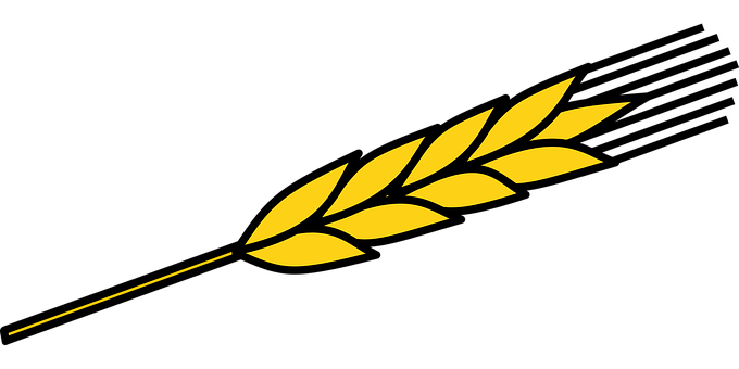 Golden Wheat Ear Black Background PNG Image