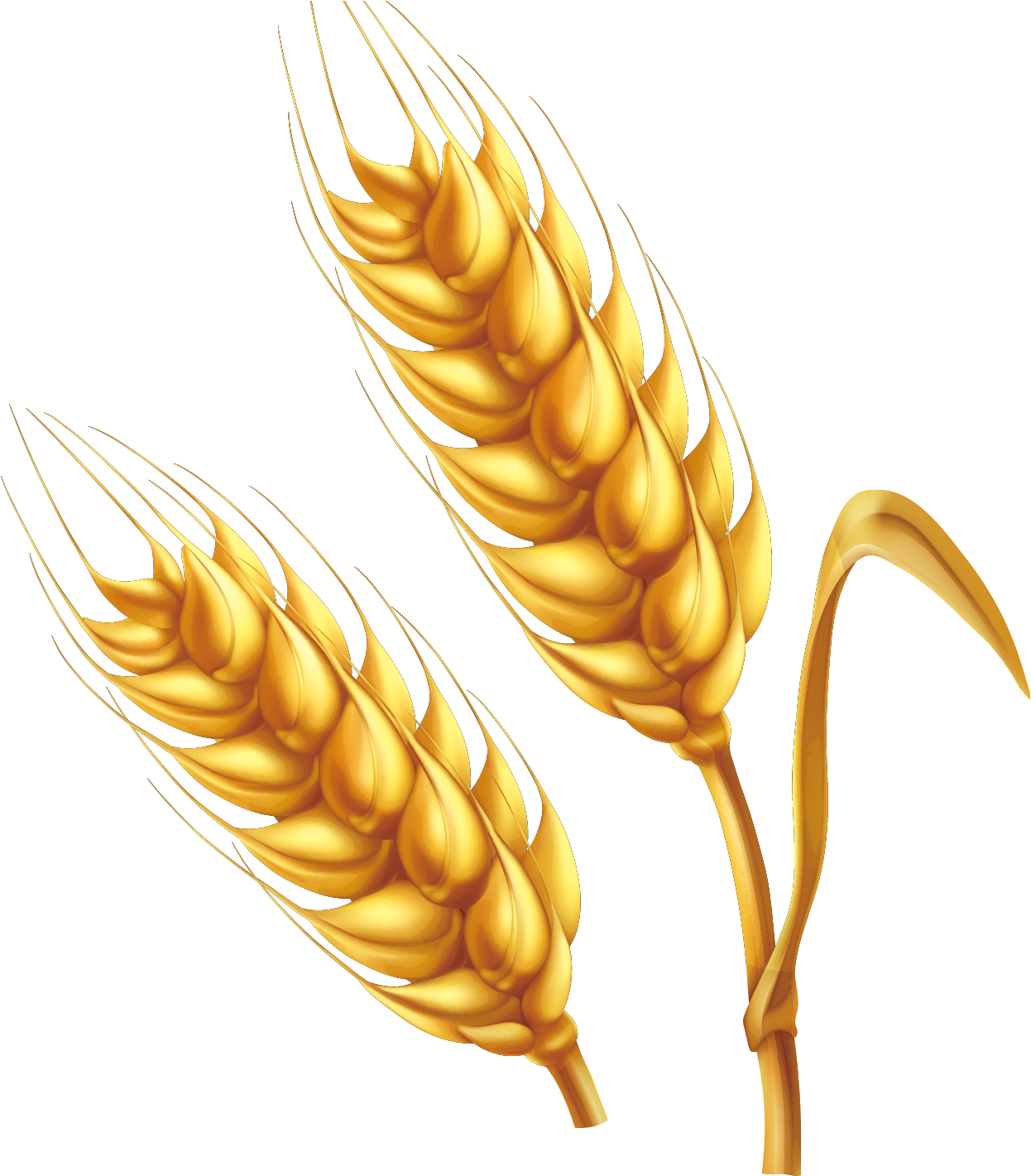 Golden Wheat Ears Vector Illustration PNG Image