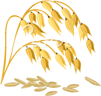 Golden Wheat Ears Vector Illustration PNG Image