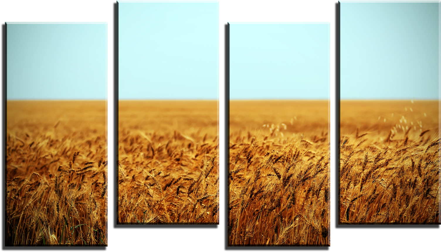 Golden Wheat Field Four Panel Display PNG Image