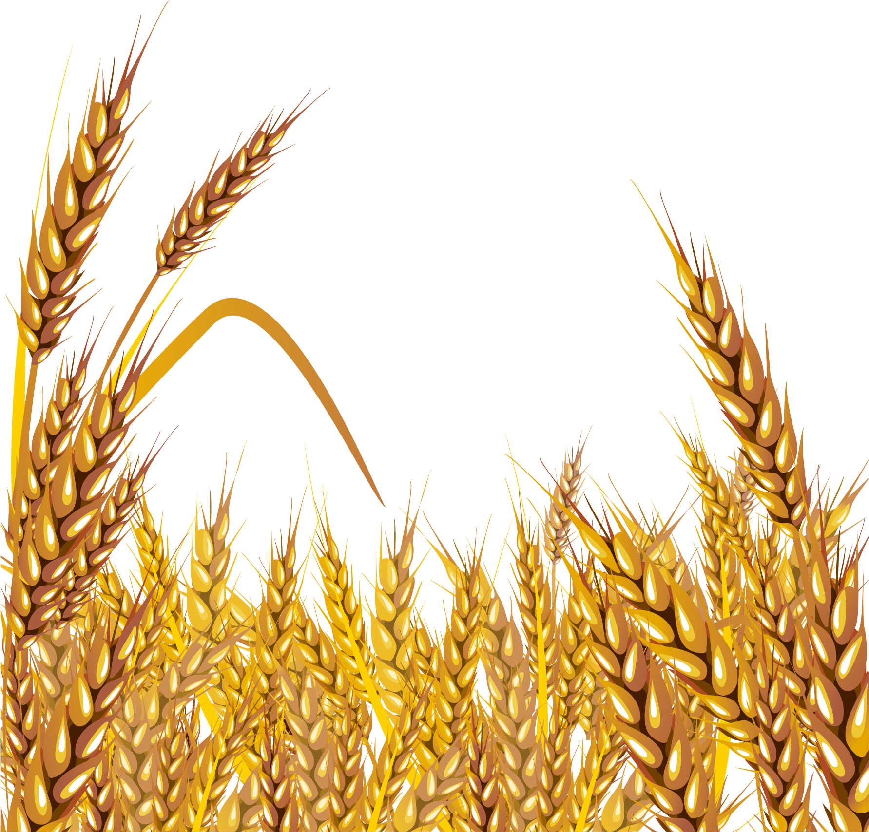 Golden Wheat Field Vector Illustration PNG Image