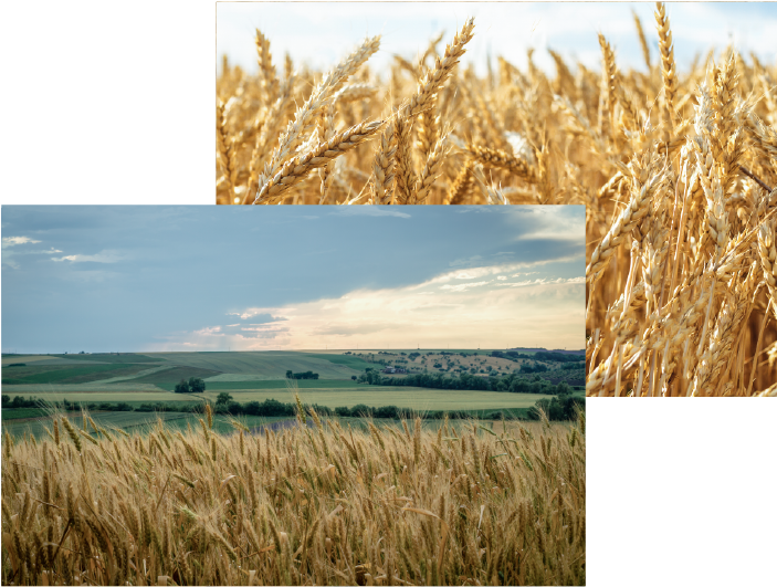 Golden Wheat Fields Collage PNG Image