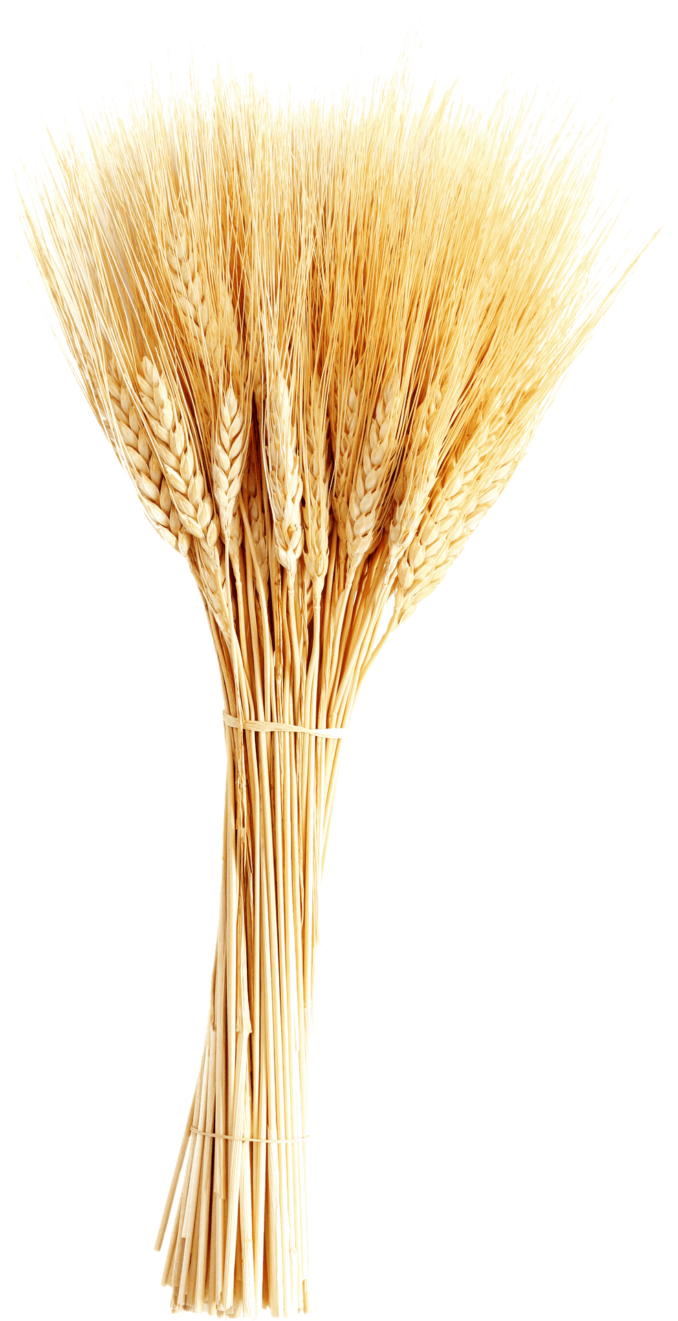 Golden Wheat Sheaf Vector PNG Image