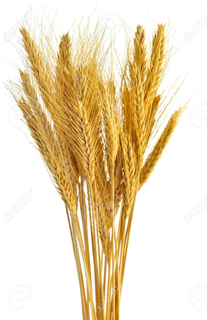 Golden Wheat Sheaves Vector PNG Image