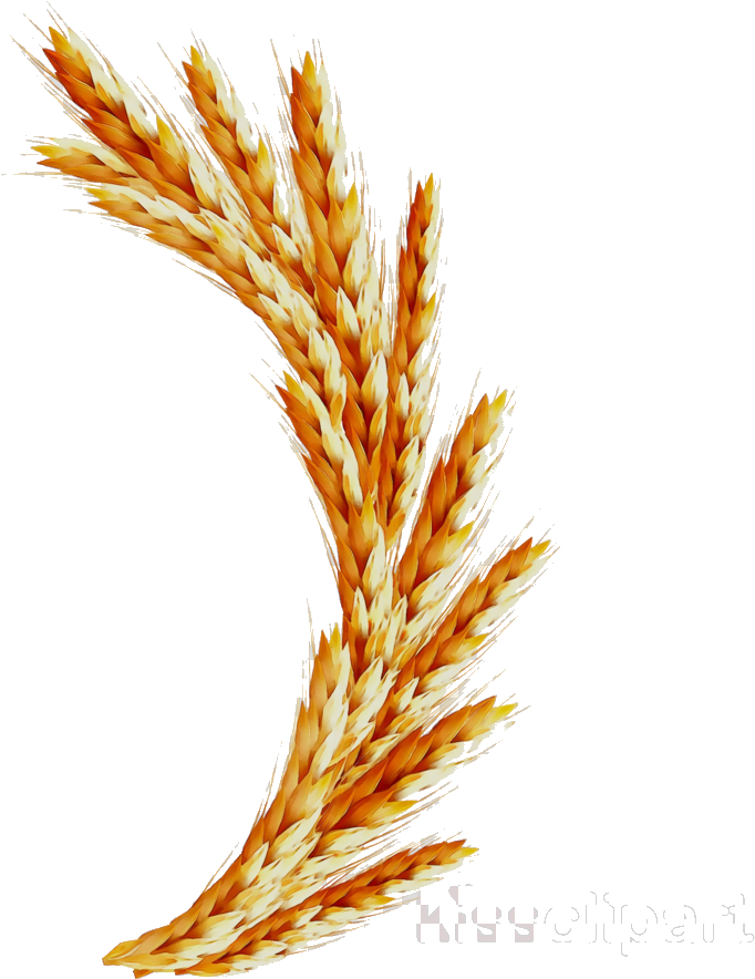 Golden Wheat Sheaves Vector PNG Image