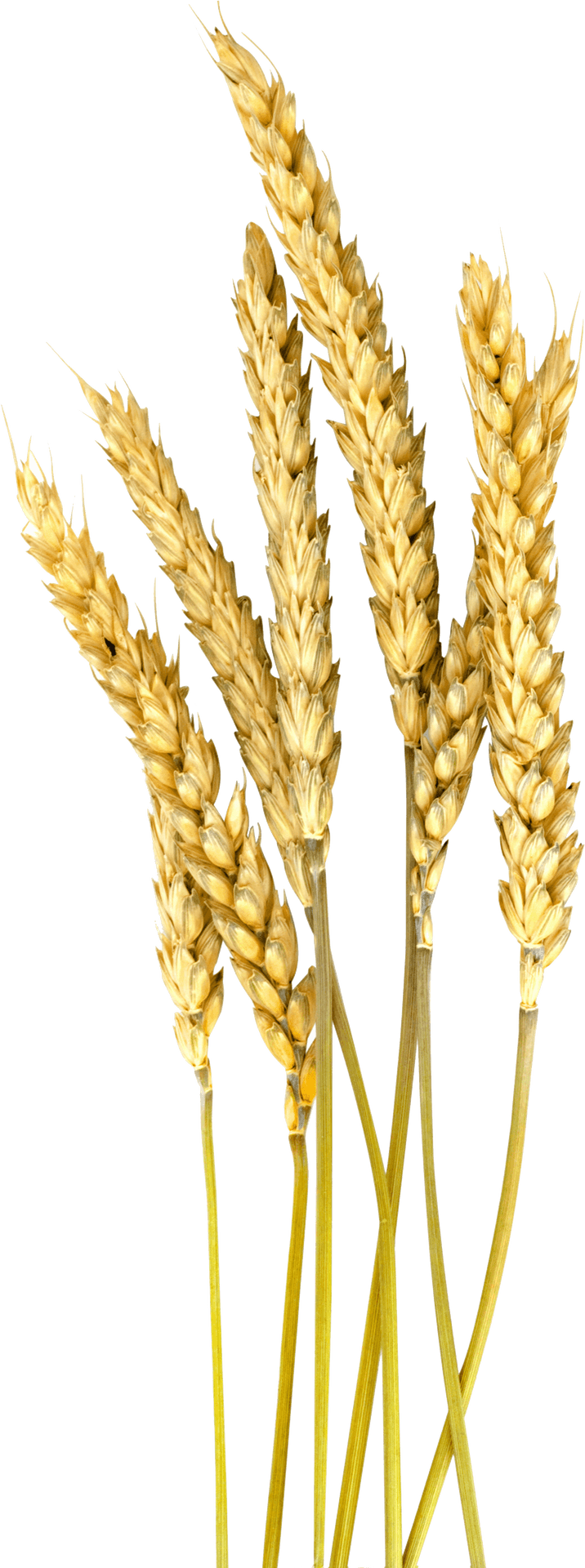 Golden Wheat Stalks Vector PNG Image