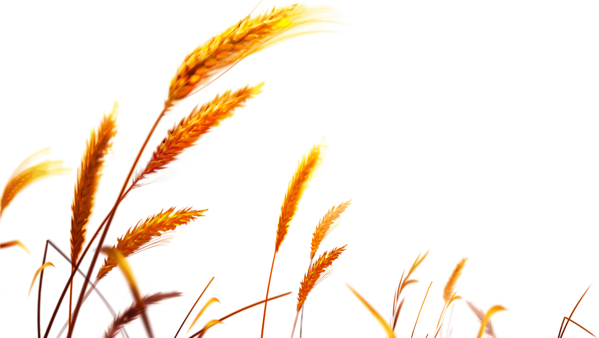 Golden Wheat Vector Illustration PNG Image