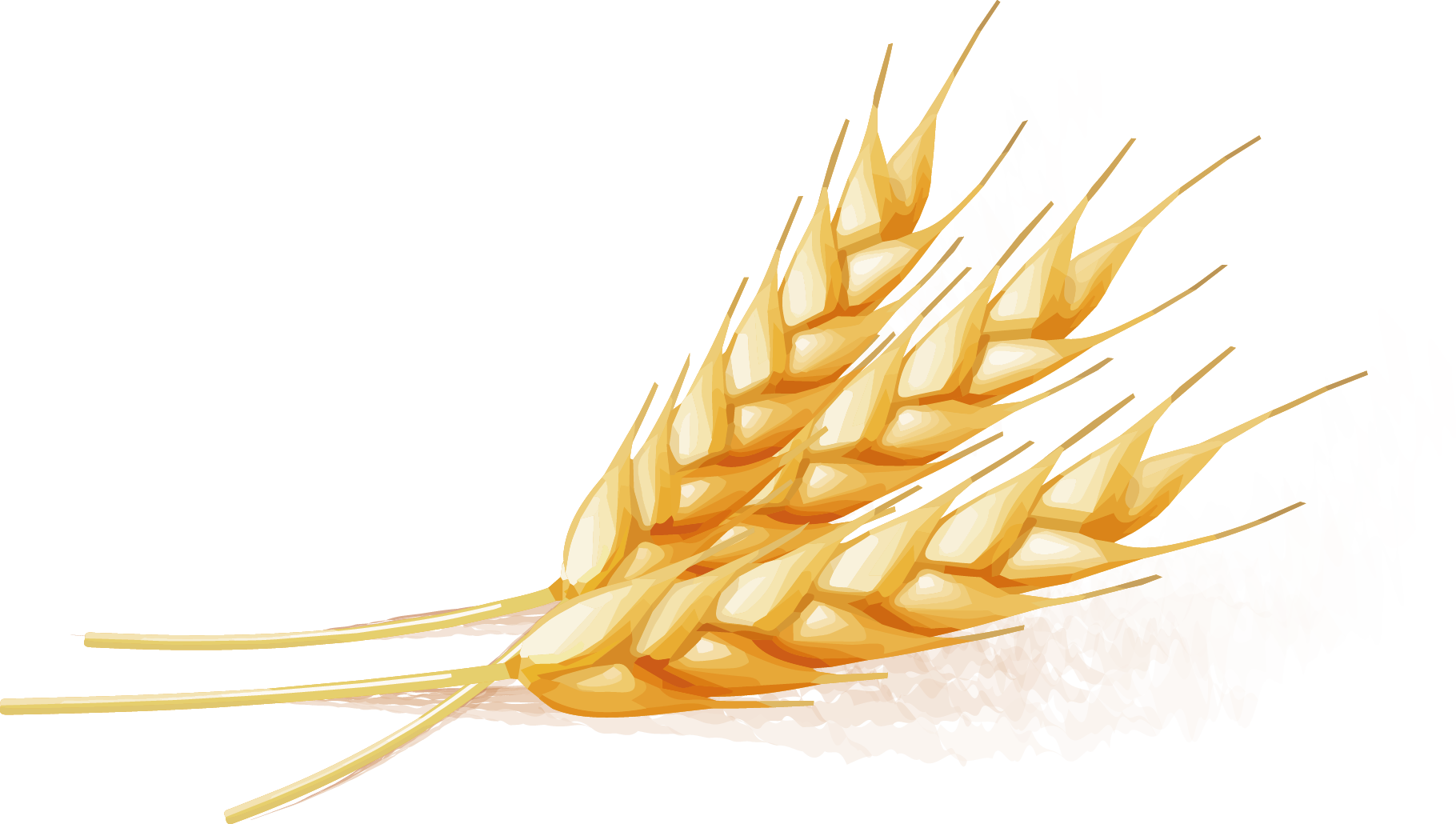 Golden Wheat Vector Illustration PNG Image