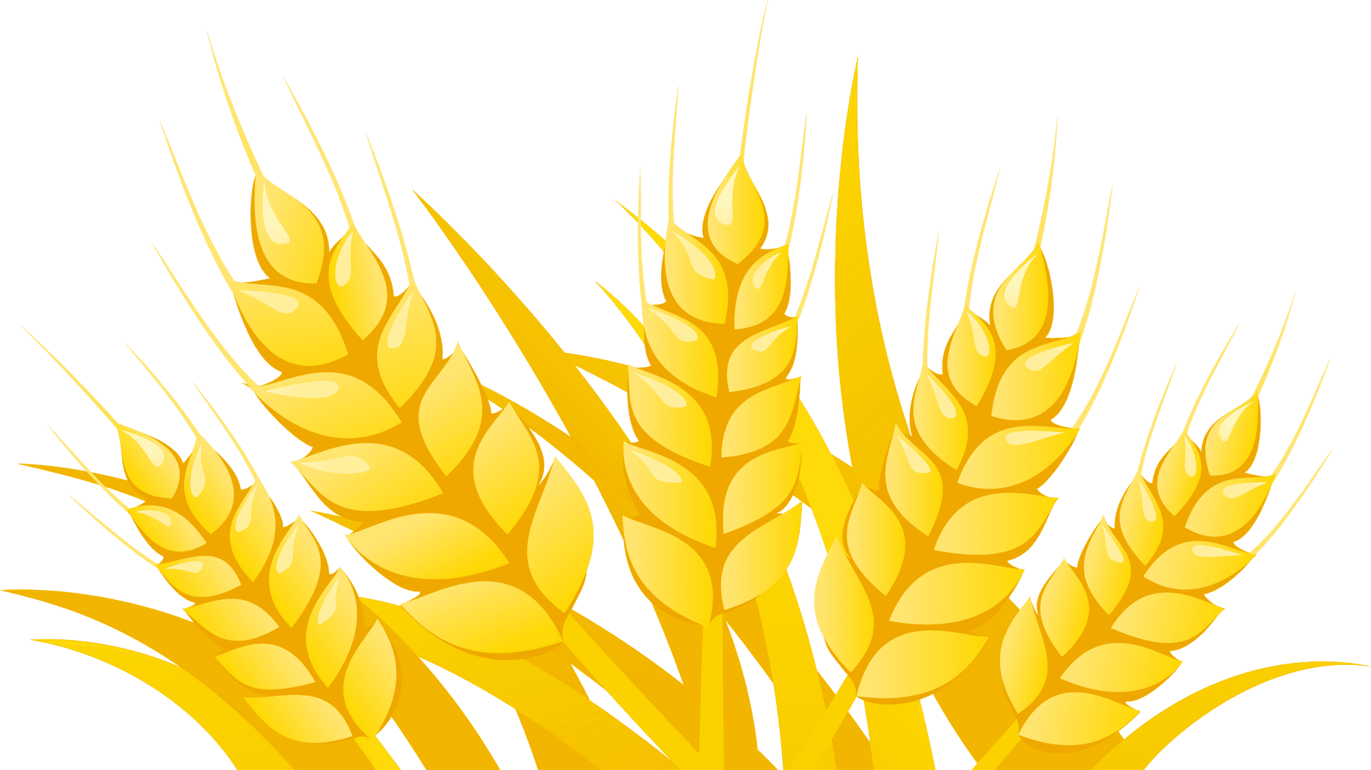 Golden Wheat Vector Illustration PNG Image