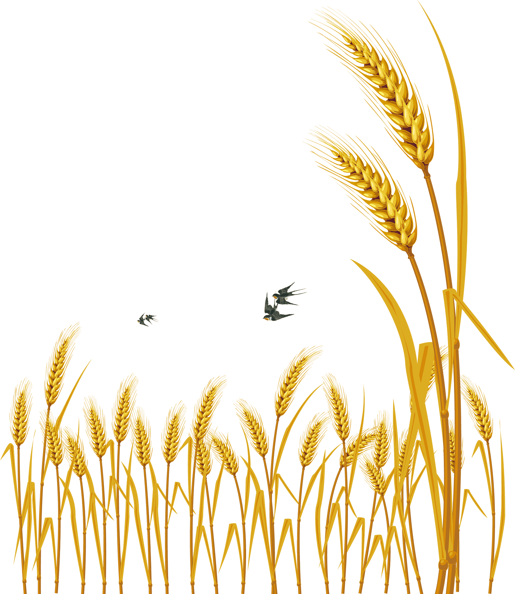 Golden Wheat Vector Illustration PNG Image