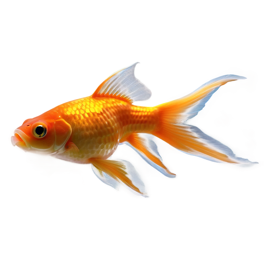 Goldfish Aquarium Png 98 PNG Image