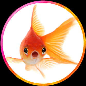 Goldfish Close Up Portrait PNG Image