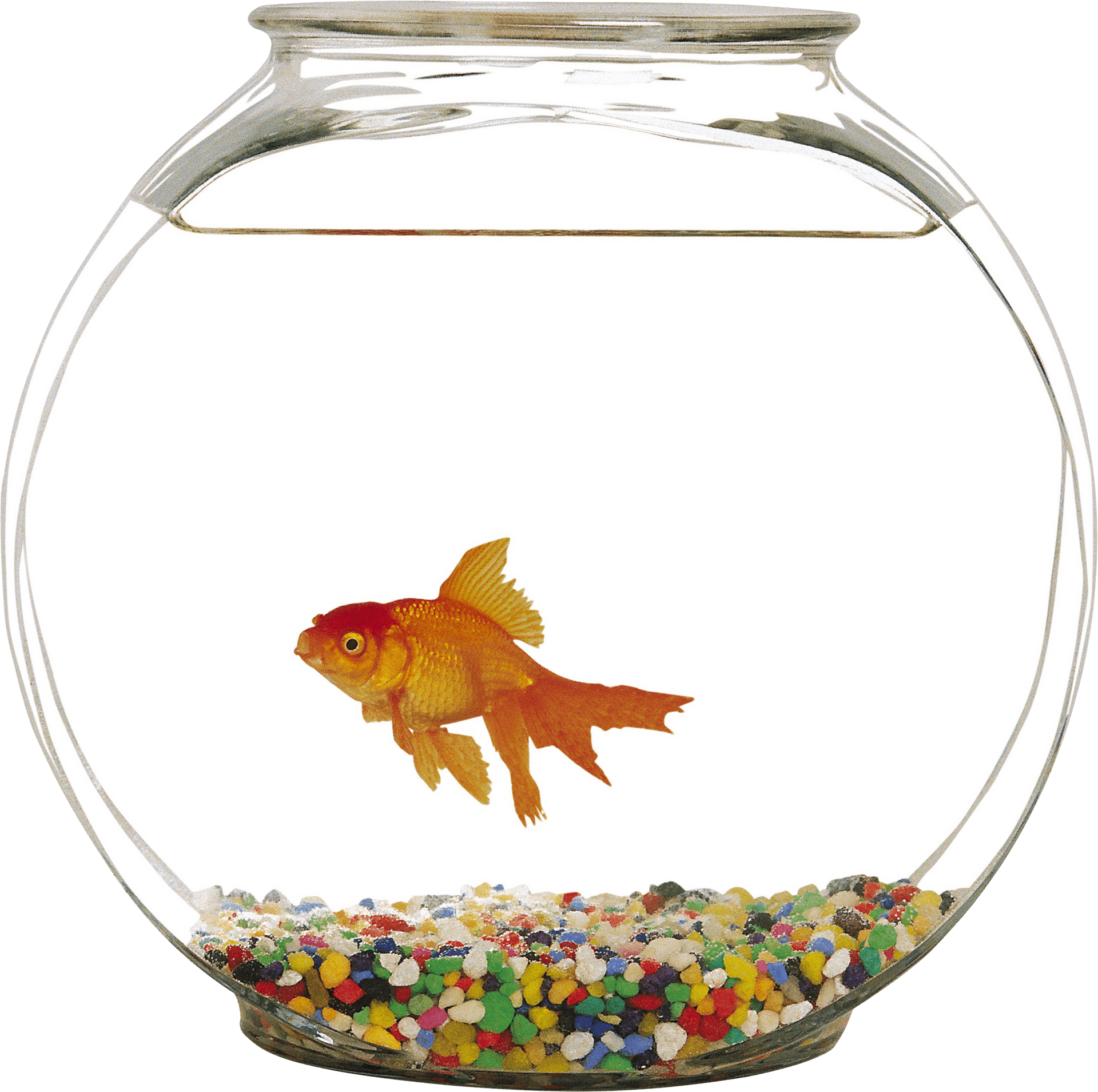 Goldfishin Bowl PNG Image