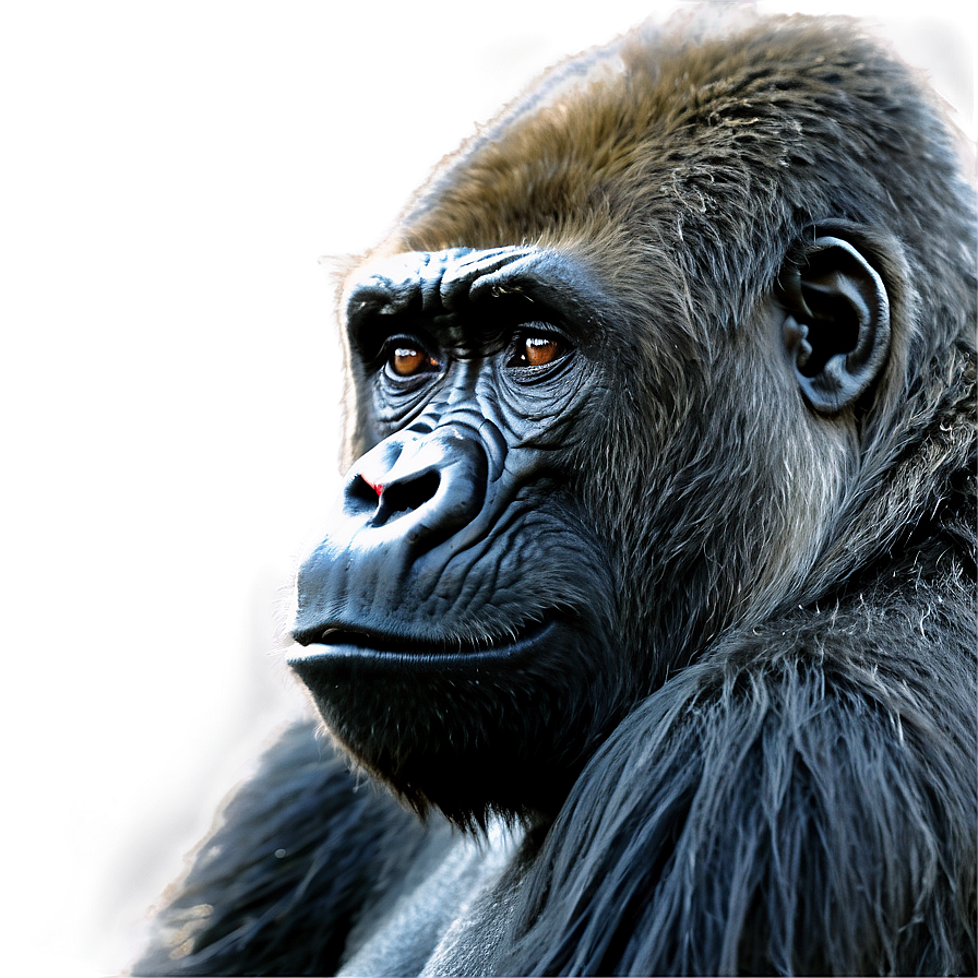 Gorilla Habitat Background Png 05212024 PNG Image