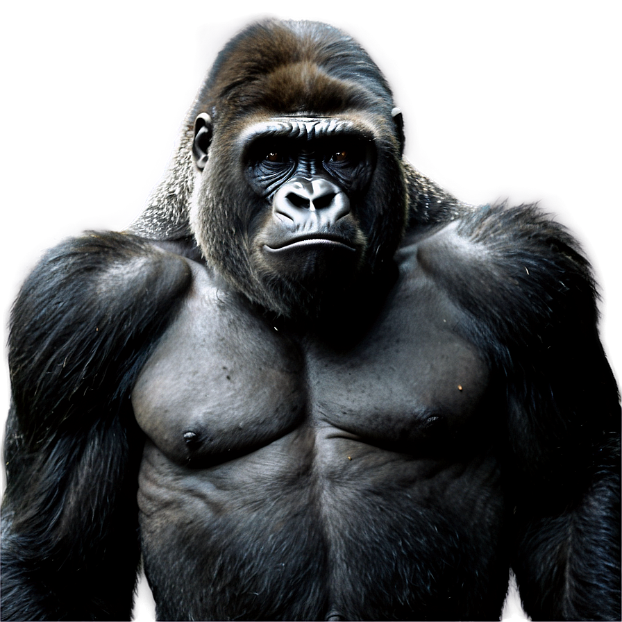 Gorilla Leader Standing Png Wtl PNG Image