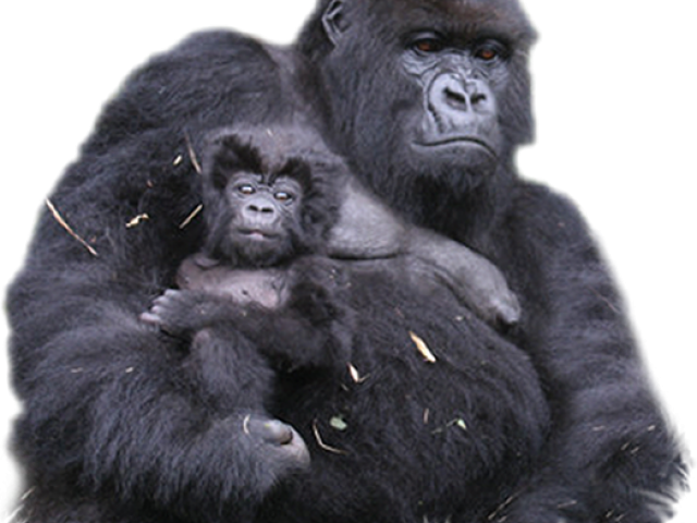 Gorilla Motherand Baby PNG Image