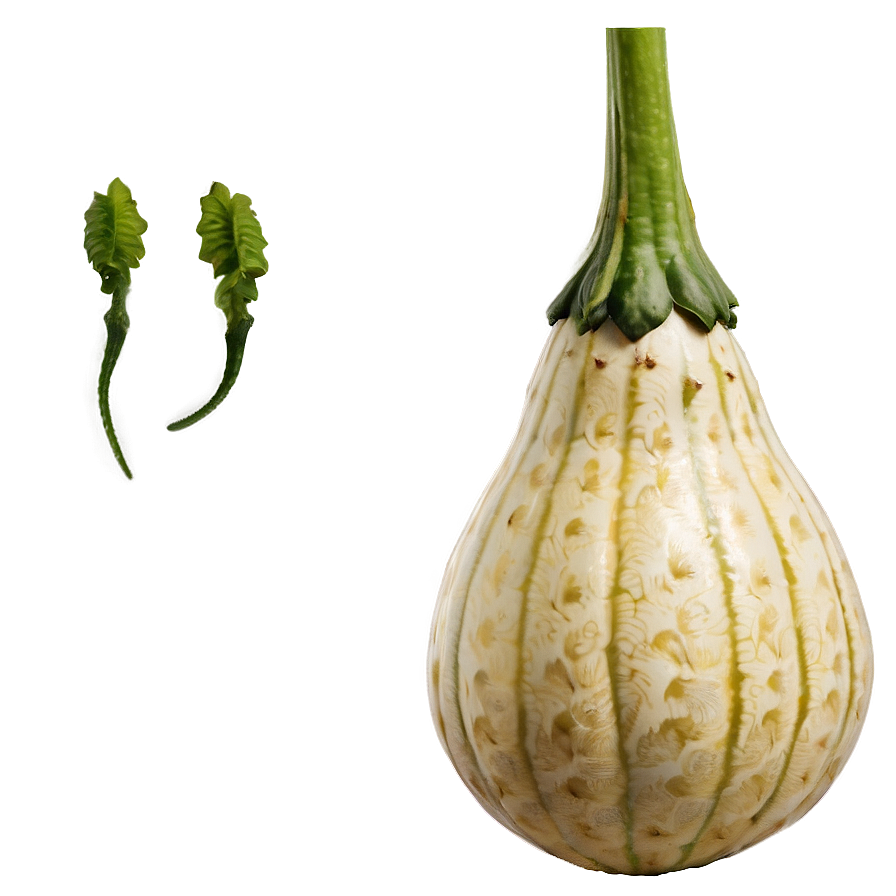 Gourd Plant Png 06292024 PNG Image