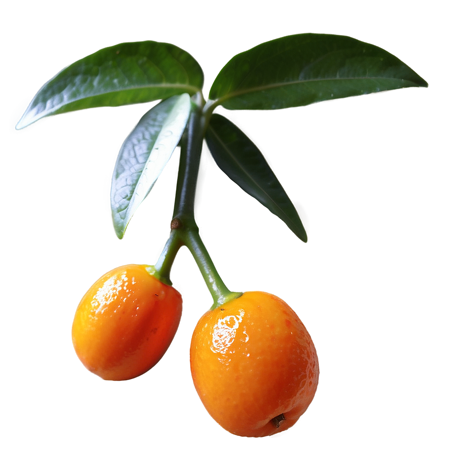 Gourmet Kumquat Png 06252024 PNG Image