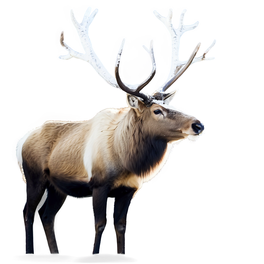 Graceful Caribou In Snow Png 33 PNG Image