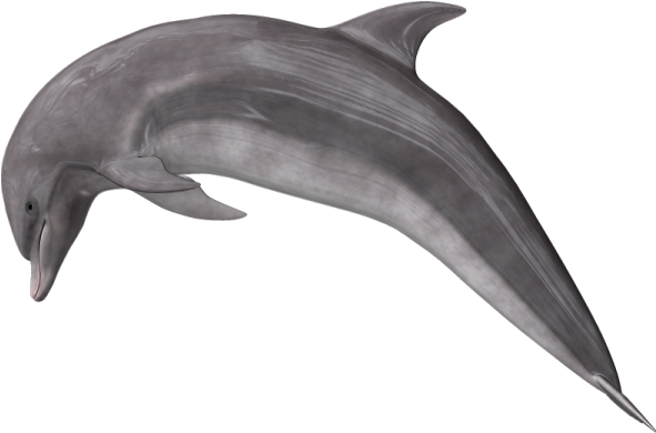 Graceful Dolphin Swimming PNG Image