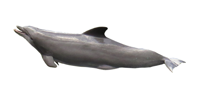 Graceful Dolphinin Dark Waters.jpg PNG Image