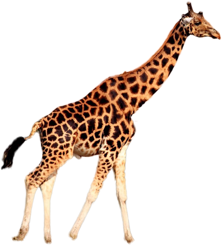 Graceful Giraffe Walking PNG Image