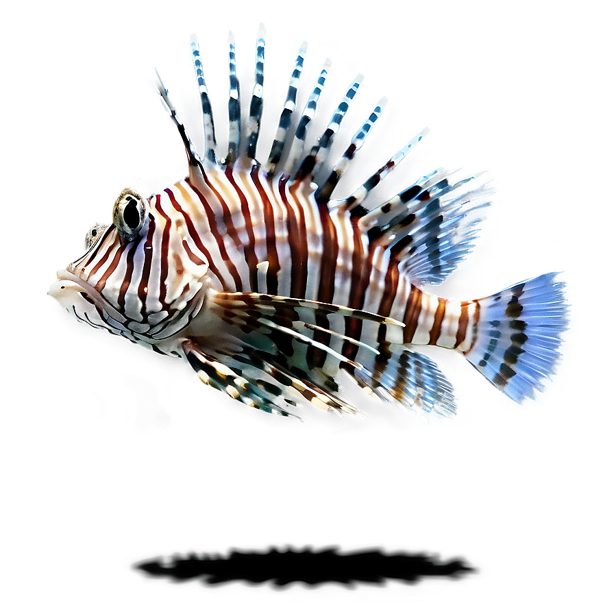 Graceful Lionfish Png Dkh46 PNG Image