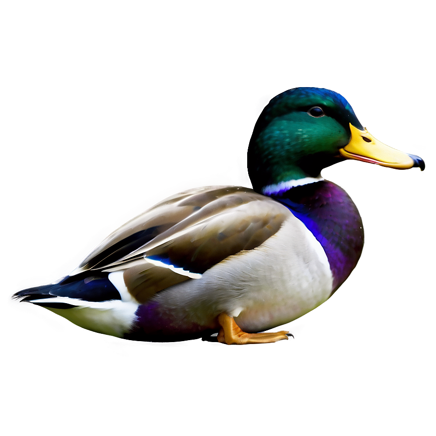 Graceful Mallard Duck Png Oem48 PNG Image