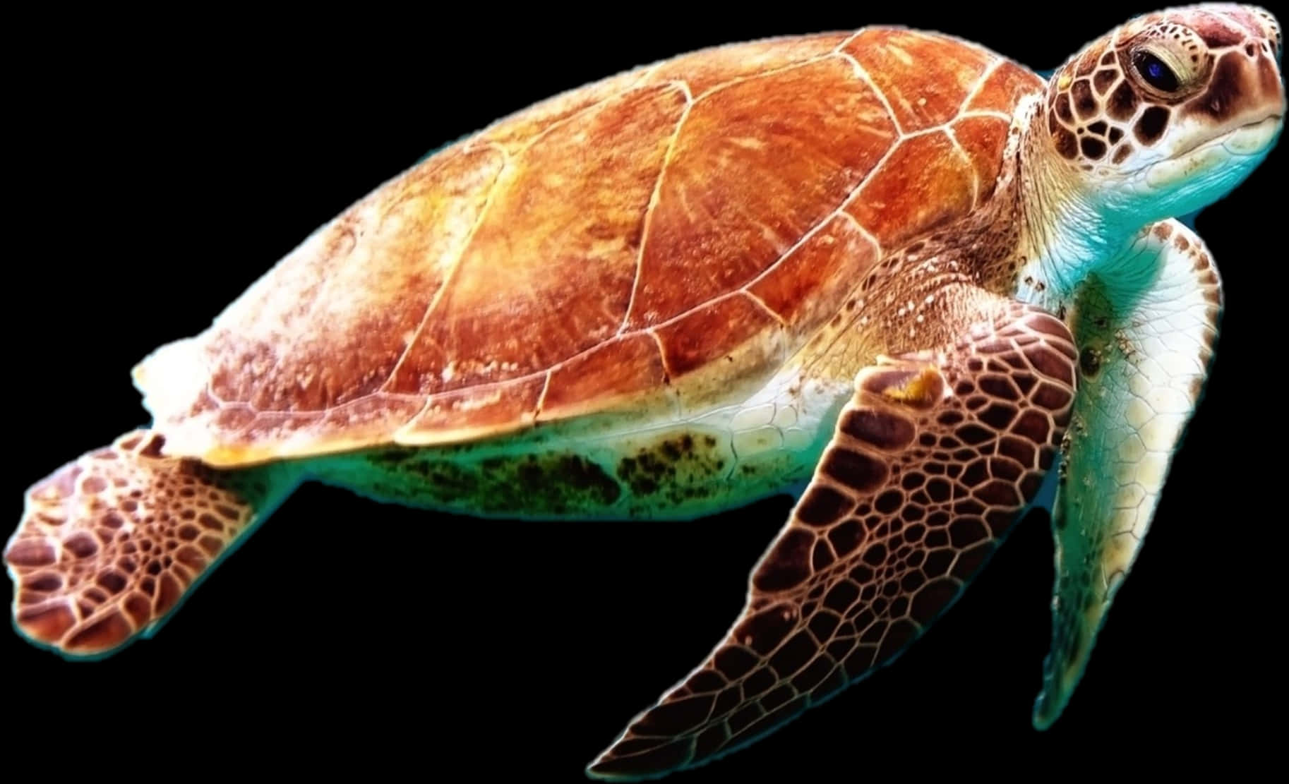 Graceful_ Sea_ Turtle_ Swimming PNG Image