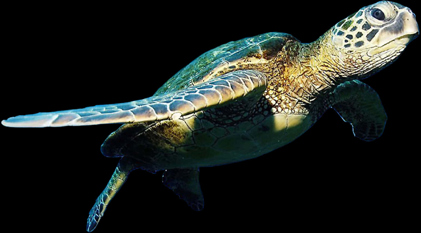 Graceful Sea Turtle Swimming PNG Image