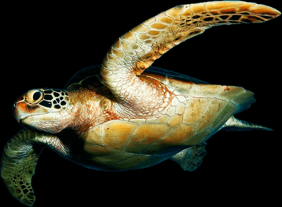 Graceful Sea Turtle Swimming PNG Image