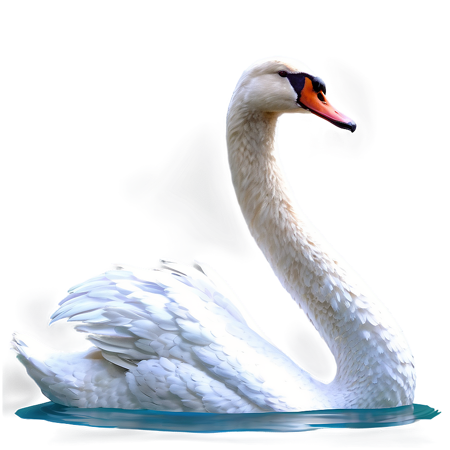 Graceful Swan Swimming Png Wfi57 PNG Image