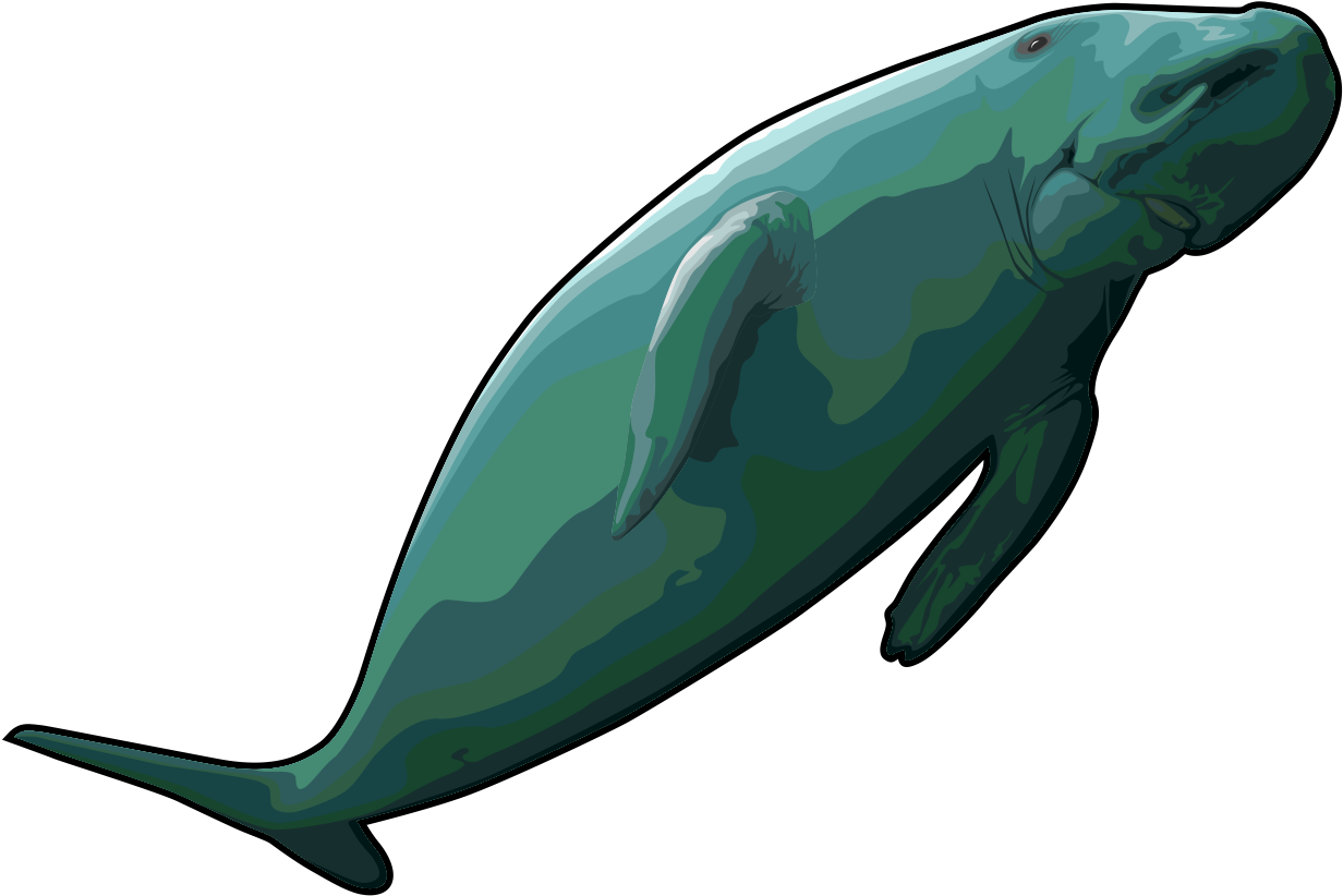 Graceful Whale Clipart PNG Image