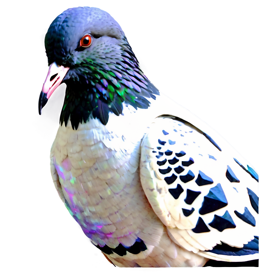 Graffiti Pigeon Png Qdo63 PNG Image