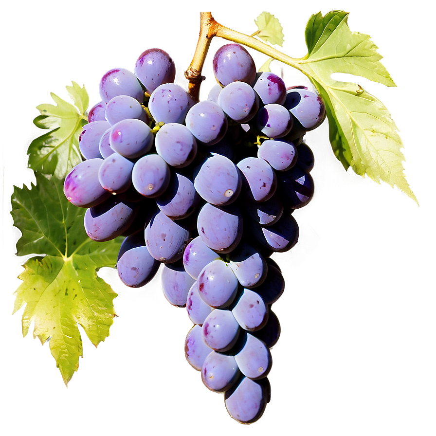 Grape Bunch Silhouette Png Yud PNG Image