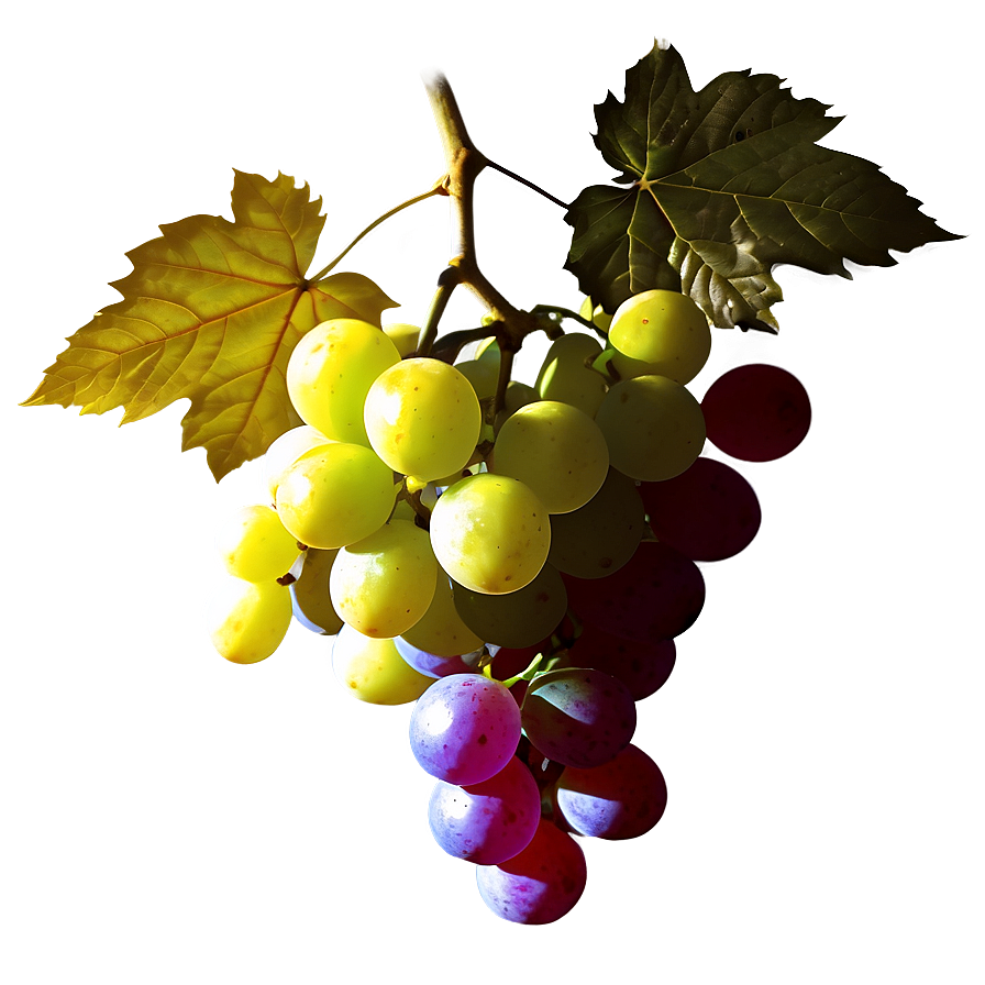 Grape Silhouette Png Ttb51 PNG Image