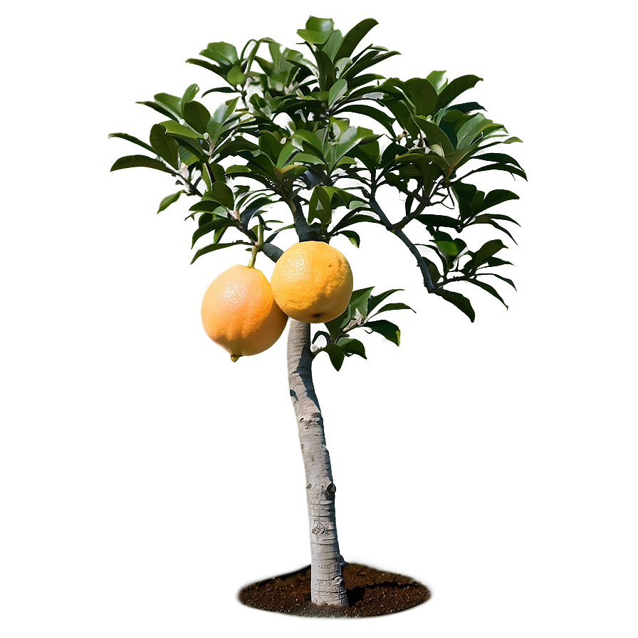 Grapefruit Tree Png Lsk PNG Image