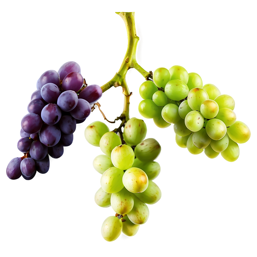 Grapes Bundle Png 36 PNG Image