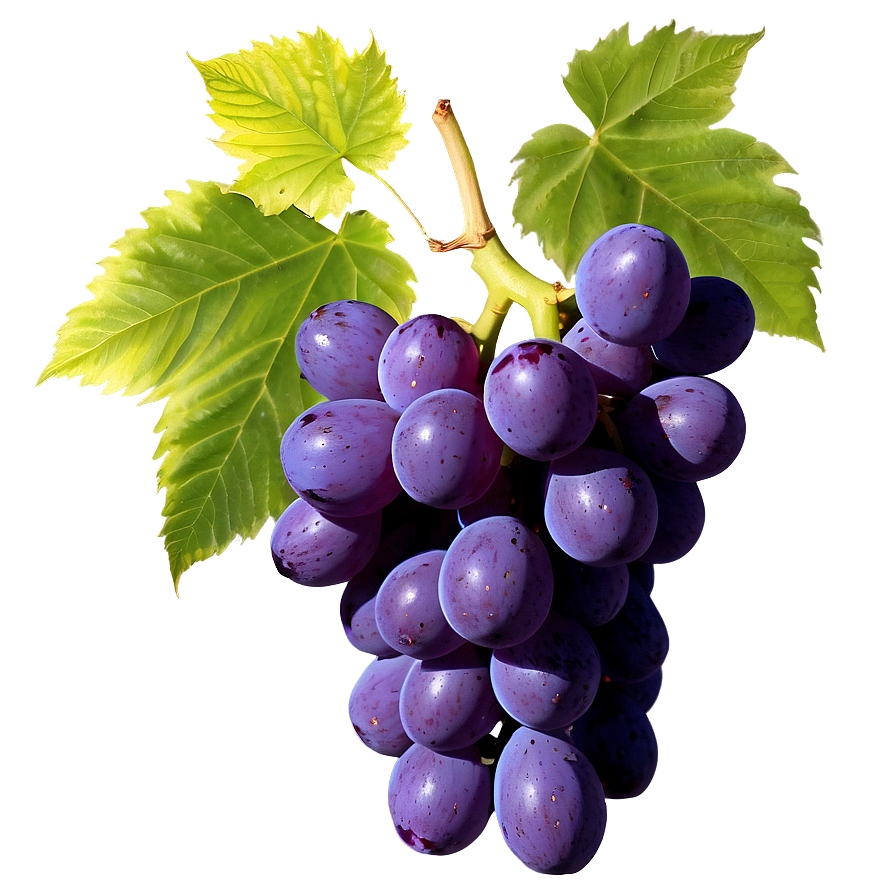 Grapes Frame Png Qex15 PNG Image