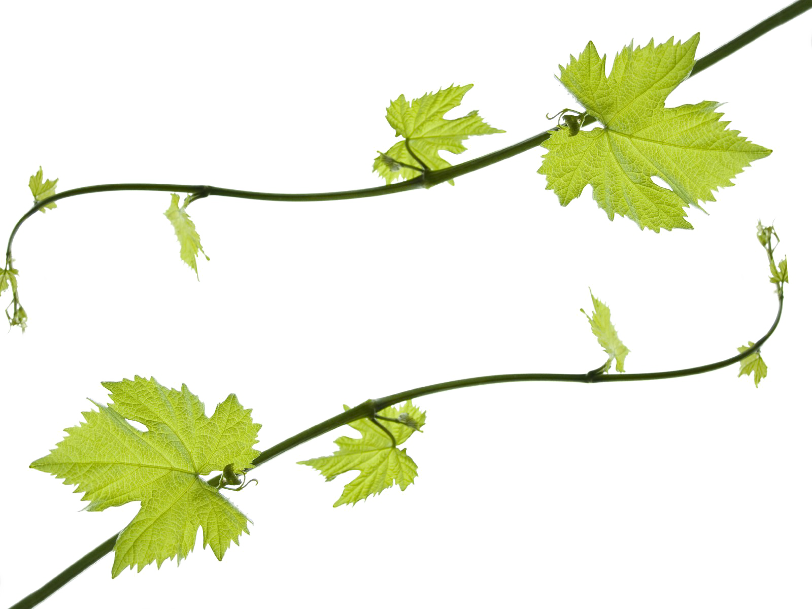 Grapevine Leaves Transparent Background PNG Image