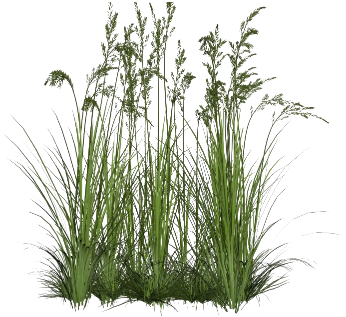 Grass Flower Clusters.png PNG Image