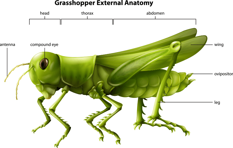 Grasshopper External Anatomy Illustration PNG Image