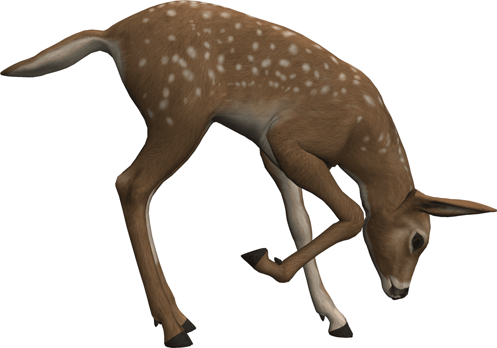 Grazing Fawn3 D Model PNG Image