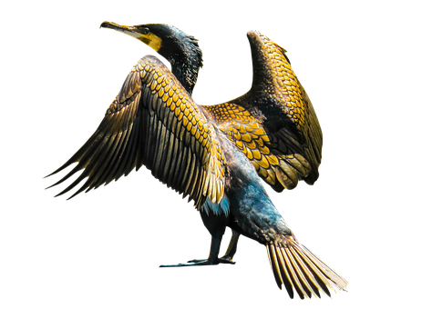 Great Cormorant Spreading Wings PNG Image