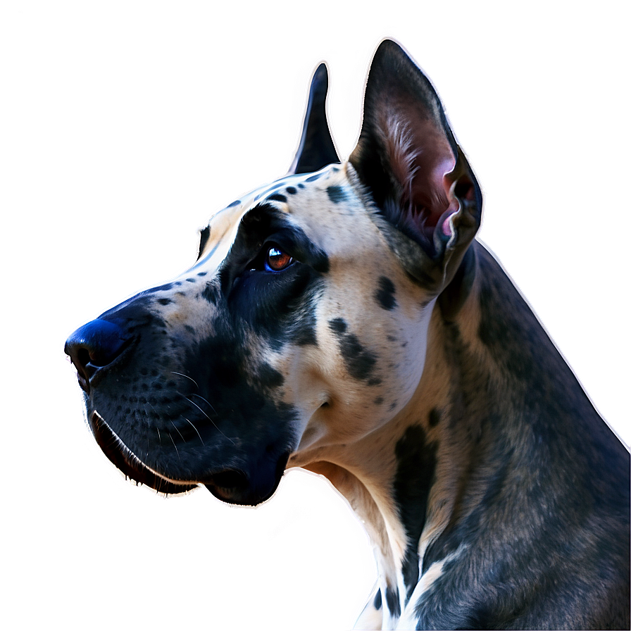 Great Dane Portrait Png Swn21 PNG Image